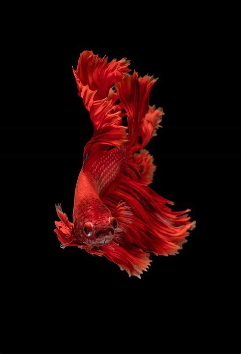 The Fearless One, Siamese Fighting Fish, Animal, Red, Pets, Nature, Siamese Cat, Fishbowl ...