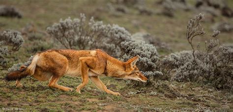 Ethiopian wolf - Africa Geographic