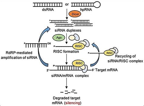 Plant disease management by RNAi-mediated gene silencing | Download Scientific Diagram