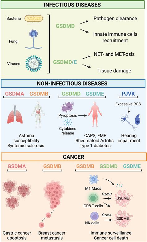 Frontiers | Gasdermins: New Therapeutic Targets in Host Defense ...