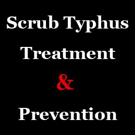 Scrub typhus: Treatment and prevention | Himachal Watcher