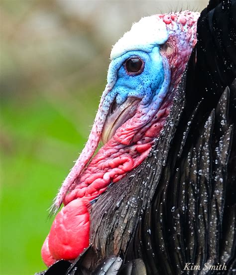 Anatomy of a Turkey Head | Kim Smith Films