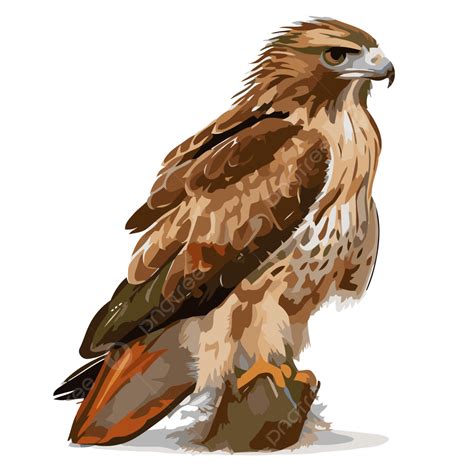 Red Tailed Hawk Clipart
