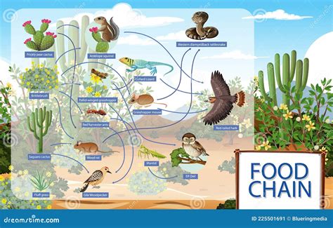 Diagram Showing Desert Animals Food Chain Stock Vector - Illustration ...