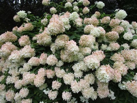 PeeGee Hydrangea Care: Growing A PeeGee Hydrangea Tree