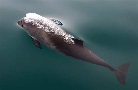 Porpoise - Description, Habitat, Image, Diet, and Interesting Facts