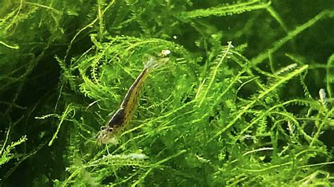 Top 11 Best Plants For Shrimp Tanks (Freshwater)