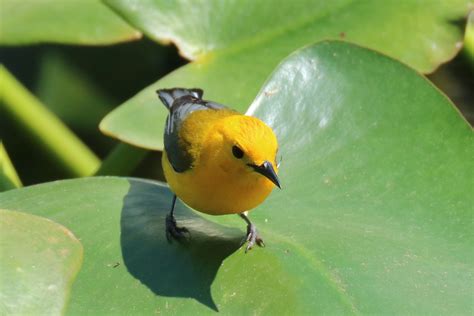 Prothonotary Warbler | Great Bird Pics