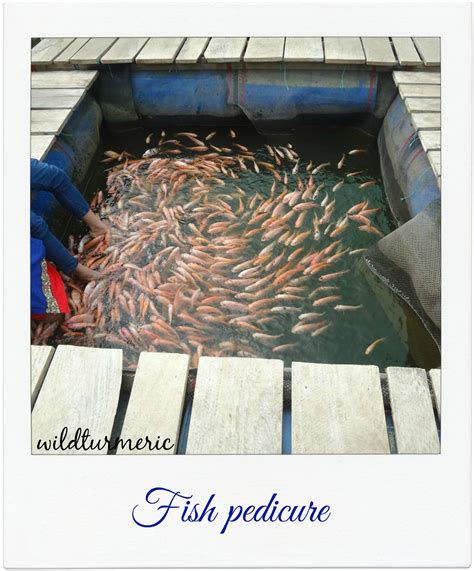 4 Top Benefits & Side Effects Of Fish Pedicure | Fish Spa | Garra Rufa Fish Therapy | Doctor ...