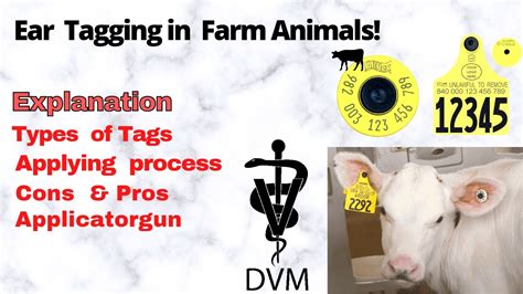 What is ear tagging in animals | Applying process | Cons & pros ...