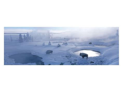 Yellowstone Buffalo