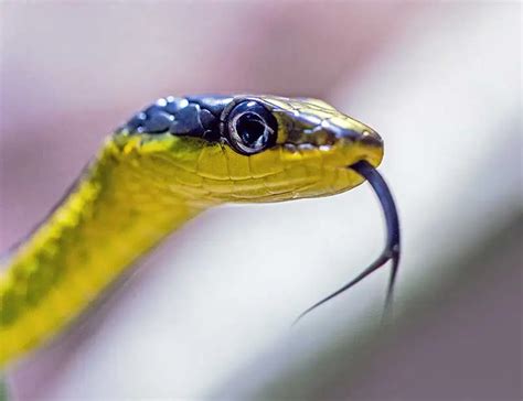 25 Surprising Snake Facts About These Slithering Reptiles