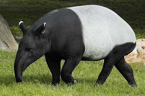 Endangered Species: Malayan Tapir