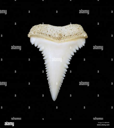 Great white shark tooth Stock Photo - Alamy