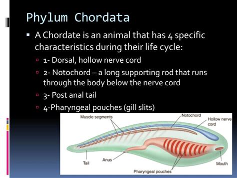 Phylum Chordata Characteristics Chart