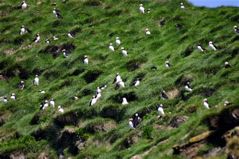 Westman Islands Volcano Tour | Guide to Iceland