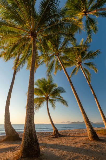 110+ Palm Cove Cairns Beach Queensland Stock Photos, Pictures & Royalty-Free Images - iStock