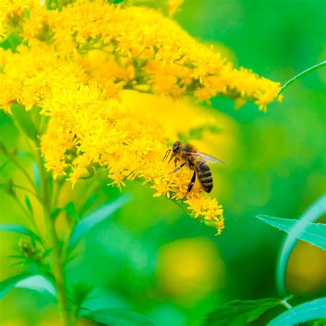 Best Flowers for Bees and Other Pollinators | Family Handyman