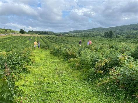 Pick Your Own Raspberry Farm in CT | Lyman Orchards