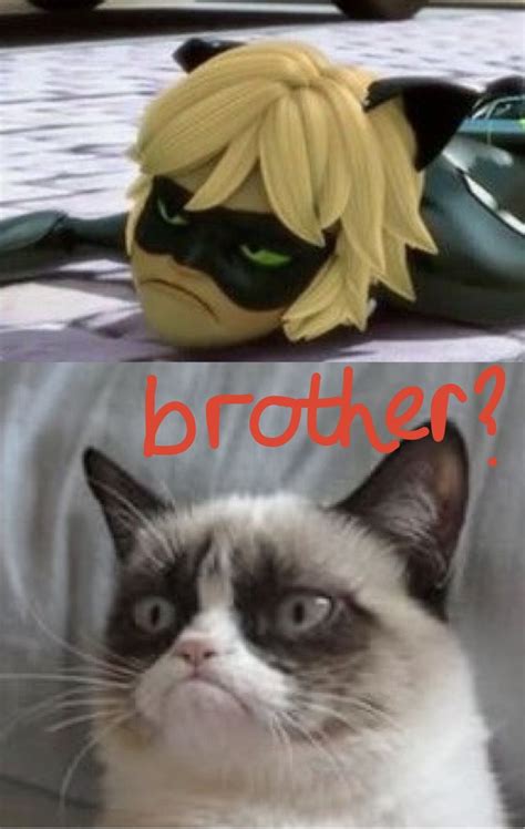 Funny Cat Noir Memes - Cat Mania