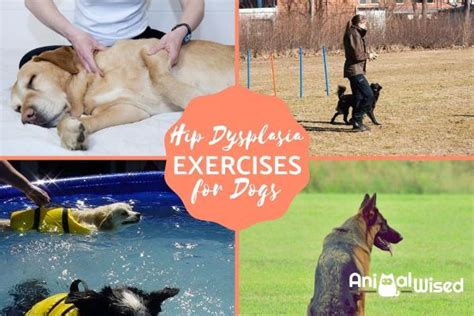 Exercises to Help Dogs With Hip Dysplasia - Physiotherapy Options (2022)