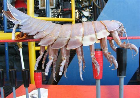 The Giant Isopod » TwistedSifter