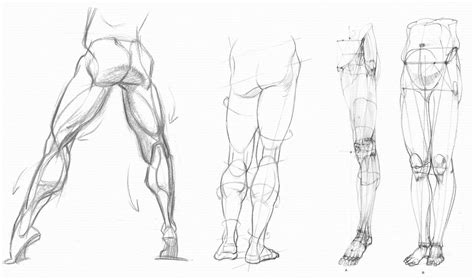 Calf muscle Drawing Reference and Sketches for Artists