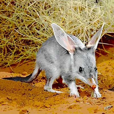 Endangered Australian Animals List with Photos