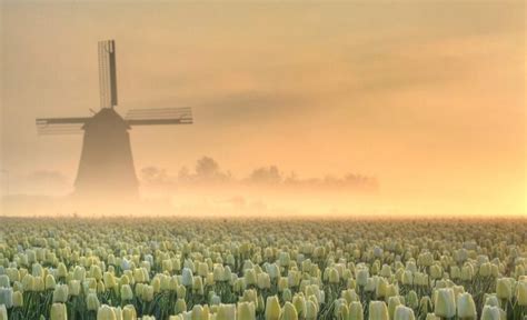 Dutch Tulips - Dusky's Wonders