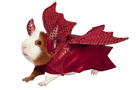 Guinea Pig Costumes That Are Too Cute for Words | Reader's Digest