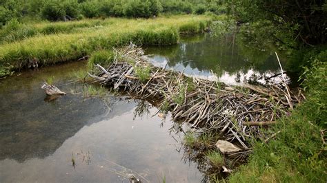 Prosthetic leg found in beaver dam, returned to owner | Fox News