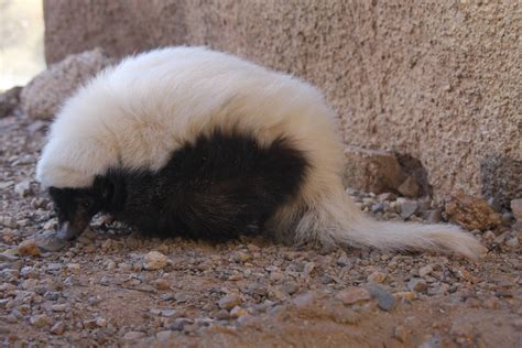 Arizona-Sonora Desert Museum 2010 - ZooChat