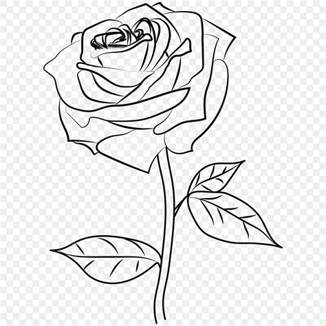 Rose Line Art Transparant, Rose Drawing, Ant Drawing, Spa Drawing PNG ...