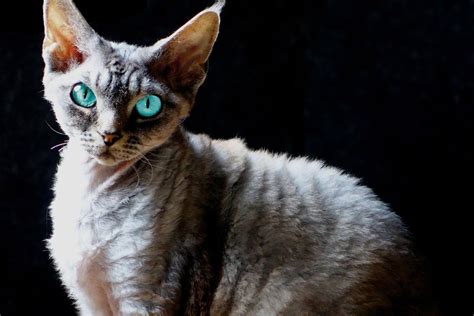 10 Rex Cat Breeds That Are Definitely Unique - Wise Kitten