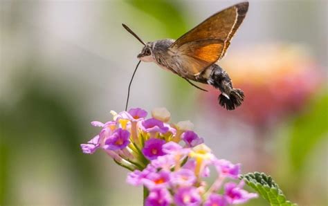 Hummingbird Hawk-moth: Identification, Life Cycle, Facts & Pictures