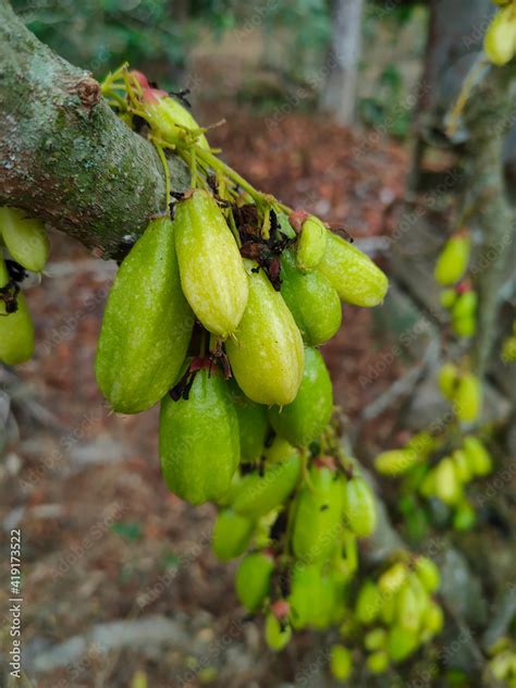 Averrhoa bilimbi commonly known belimbing buluh used by people at southeast Asia as a culinary ...