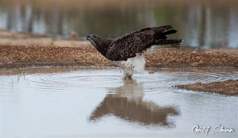 All about the martial eagle - Africa Geographic