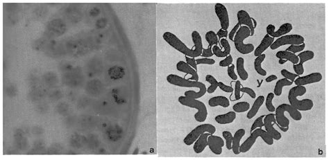 Painter karyotypes