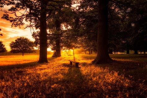 Forest Sunset Wallpapers - Top Free Forest Sunset Backgrounds ...