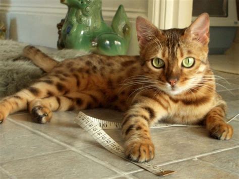 How Big Do Bengal Cats Get? - Bengal Cat Care Advice