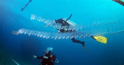 The giant siphonophore can grow up to 50 meters long and is the second-longest animal in the ...