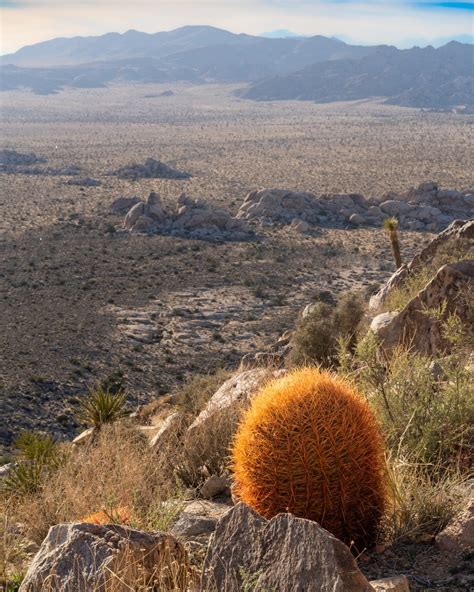 New Mexico Cacti: 8 Beautiful Varieties - GFL Outdoors