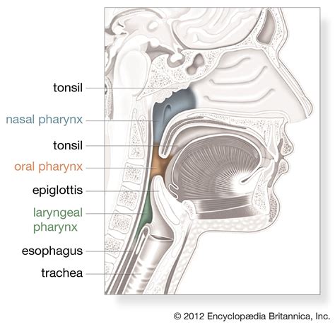 Pharynx And Esophagus Anatomy