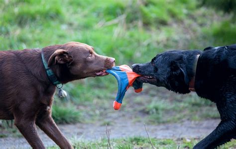 Why do Dogs Fight? Reasons for Dog On Dog Aggression