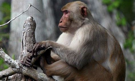 Why does the intelligent behaviour in monkeys not show that man evolved from apes? Rhesus Monkey ...