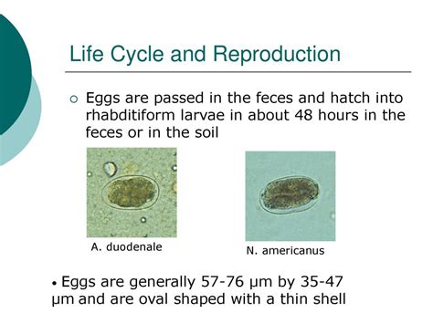 Ancylostoma Duodenale and Necator Americanus - ppt download