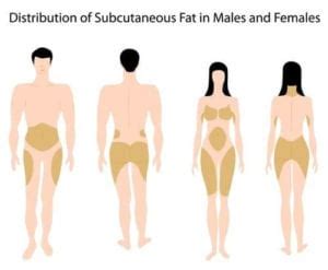 Body Fat Distribution | Dr Bazire