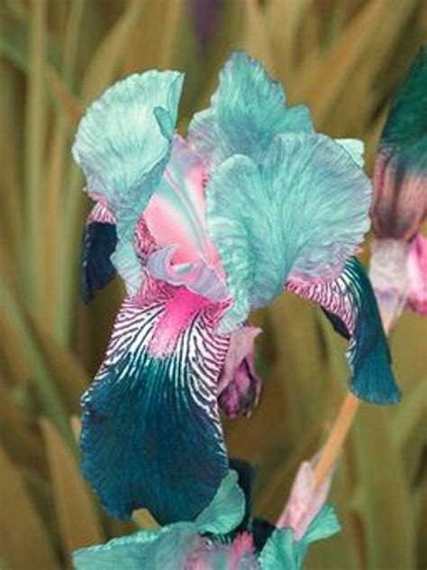 Gogeous Teal Iris | Beautiful flowers, Unusual flowers, Amazing flowers