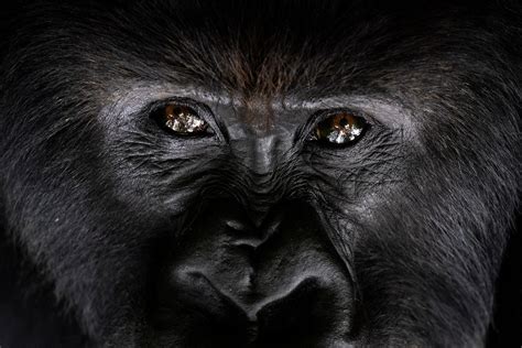 Six species saved from extinction: Gorillas, Mongolia trees and more