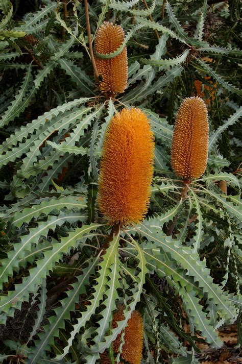 Ashby's Banksia | Australian native plants, Australian plants, Australian native garden